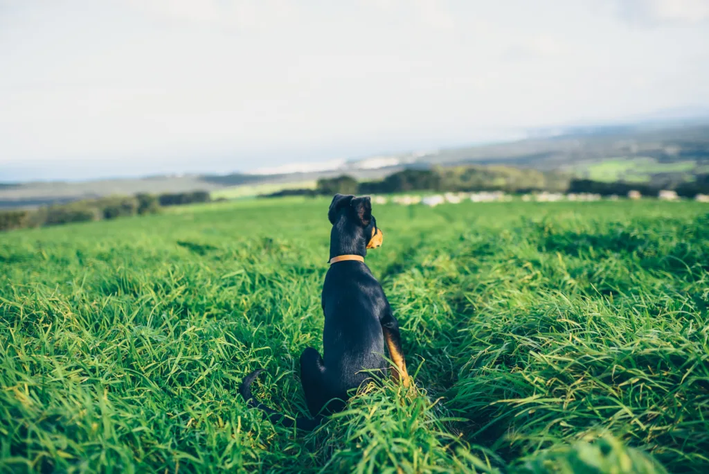 Wide Open Agriculture Releases Inaugural Regeneration Report